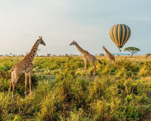 Σαφάρι στο Εθνικό Πάρκο Σερενγκέτι στην Τανζανία: Ο αέναος τόπος