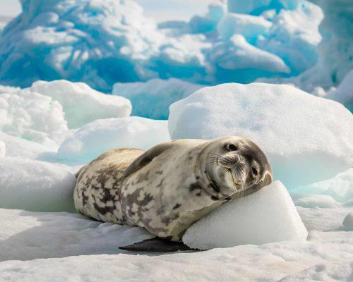 Ανταρκτική: Η θαυμαστή ζωή ανάμεσα στους πάγους | ExploroLoco